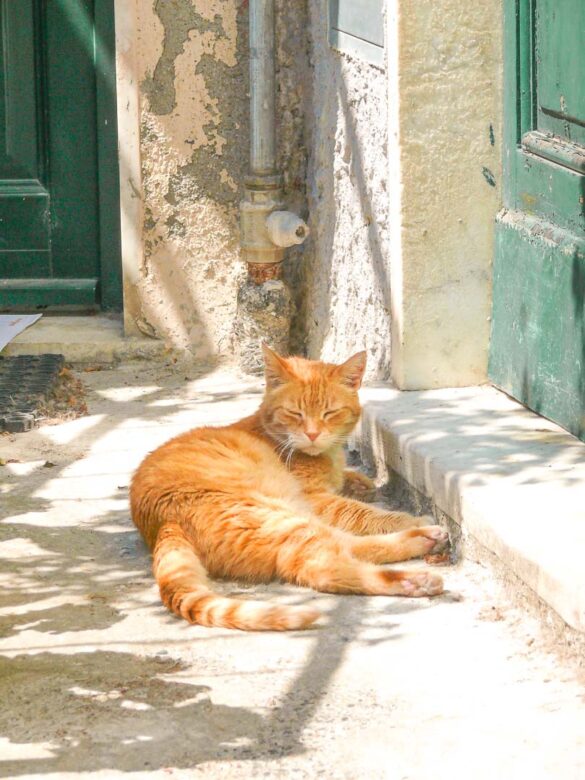 gatto rosso